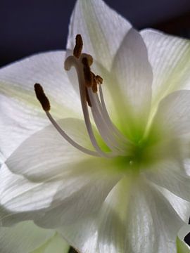 ,Witte amaryllis " van iris de vos