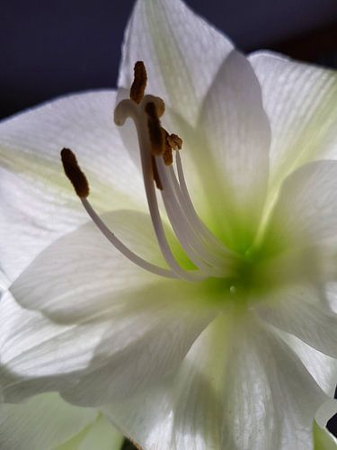 , White amaryllis "