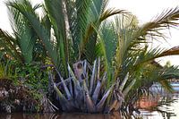 Speaker trapped by nipa palms in Klias Peninsula