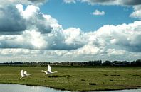Majestueus van Annelies Martinot thumbnail