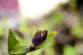 Ontluikende Salieknop