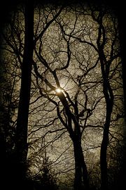 Sun by Kees de Knegt