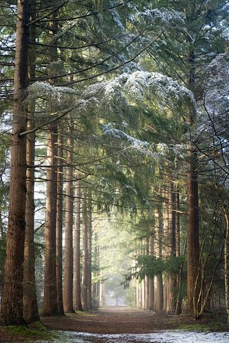 Winterlicht im stillen Mastbos bei Breda