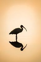 Serenity in Reflection - Bird in the Morning Mist