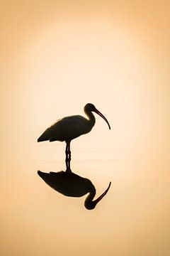 Sereniteit in Reflectie - Vogel in de Ochtendnevel van Femke Ketelaar