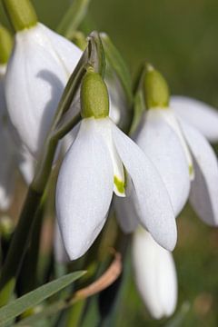 Sneeuwklokje van Sjoerd van der Meij