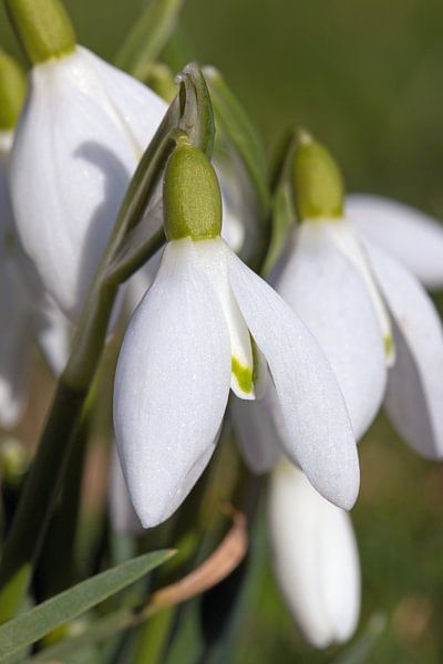 Sneeuwklokje by Sjoerd van der Meij