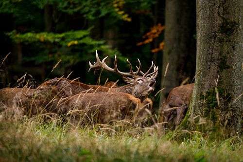 rutting deer