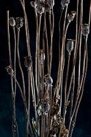 Nature Morte - Papaver