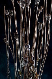 Nature Morte - Papaver