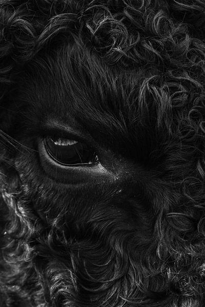 Galloway-Kuh von Martzen Fotografie