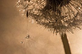 "Schimmernd im Licht: Flaum auf dem Löwenzahn mit Tröpfchen von Marjolijn van den Berg