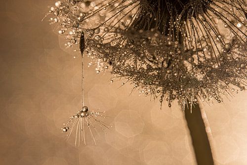 Glinsterend in het licht: Pluisje aan de paardenbloem met druppeltjes