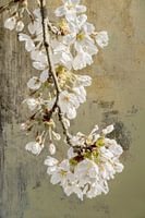 Blüte. Japandi-Stil.