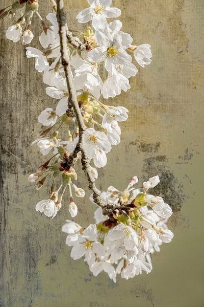 Blossom. Japandi style. by Alie Ekkelenkamp