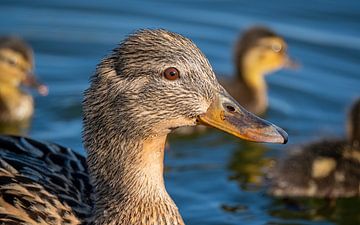 Duck with offspring