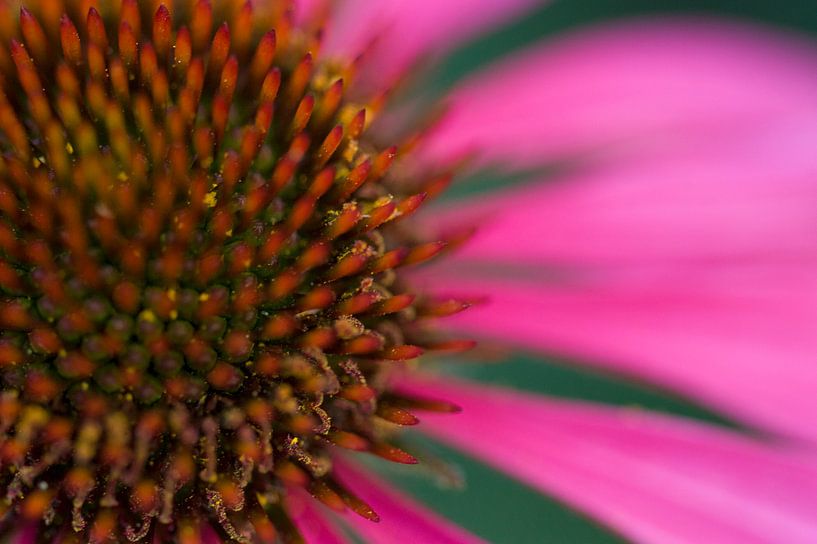 ECHINACEA PURPUREA ( RODE ZONNEBLOEM ) par Carolina D'Andrea