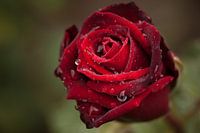 September Rose