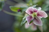 Helleborus