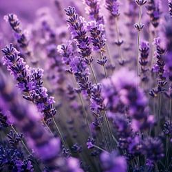 Lavender
