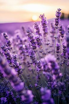 Lavender By Sunset No 2