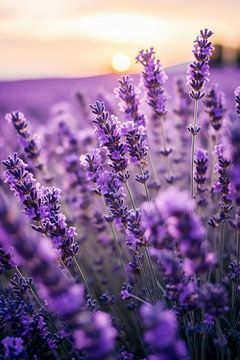 Lavender By Sunset No 2 by Treechild
