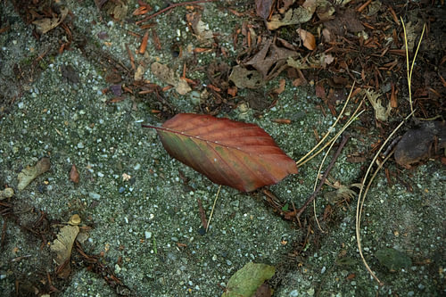 Ontdek de natuur in een bosrijk gebied in Emsland, Nedersaksen, Duitsland