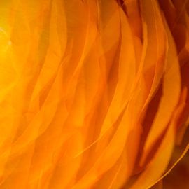 Orange 2 by Jose Gieskes