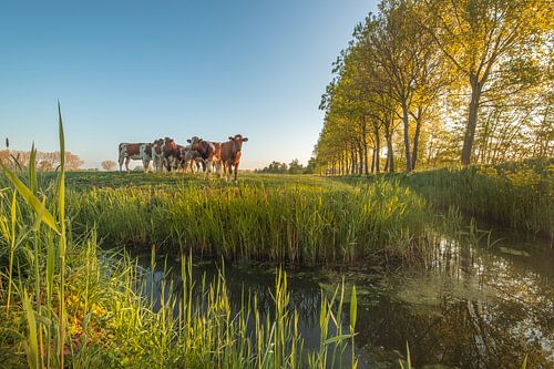 Groep koeien in het weiland bij de sloot