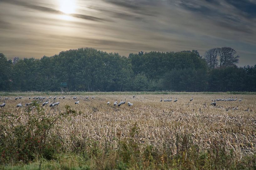 Cranes on a harvested field by Martin Köbsch