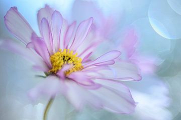 Cosmos heaven by Christl Deckx