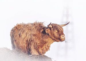 Highlander écossais avec une lame de foin