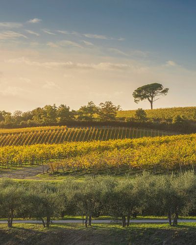 Stenen pijnbomen en wijngaarden, herfstlandschap in de Chianti bij
