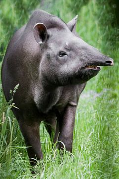 Vreemd dier tapir met recht vooruitstekende snuit, close-up tegen de achtergrond van Zuid-Amerikaans