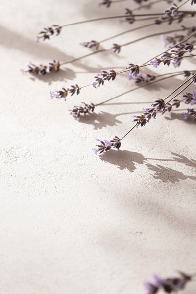 Lavendel patroon van Poster Art Shop