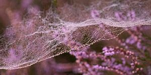 Spinnennetz auf der Heide 2. Die Welle der Wasserperlen.