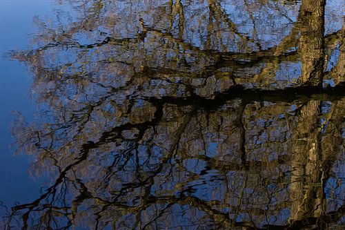 Een abstracte weerspiegeling boom in water