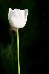 tulipe blanche sur Günter Albers