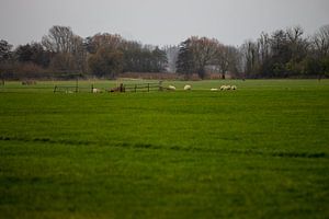 Offenes Feld