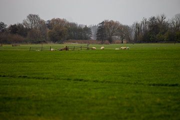 Champ libre sur Sebastian Stef