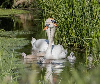 nid de cygne