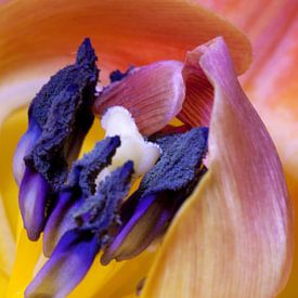 tulips of amsterdam van Luchiena Heine