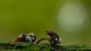 Champignons presque péris dans le Liesbos, Breda, Brabant-Septentrional, Pays-Bas