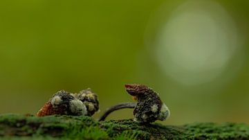 Beinahe verendete Pilze im Liesbos, Breda, Nordbrabant, Holland von Ad Huijben