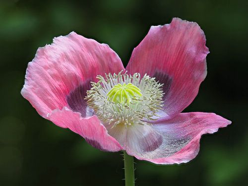 De wonderschone papaver bloeit!