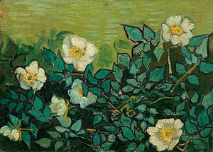 Vincent van Gogh, Roses sauvages