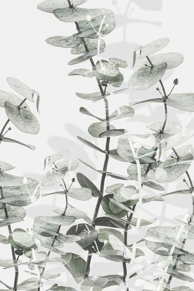 Eukalyptus_001 von Pictufy Studio III