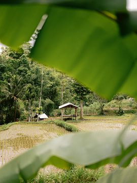 Tetebatu Lombok van Raisa Zwart