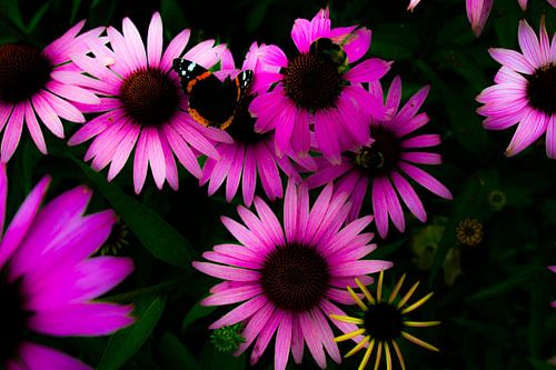 Ein farbenfrohes Insektendach