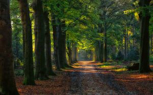 Waldweg im Baarnse Wald